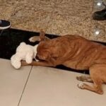🐶 Un peluche para un perrito