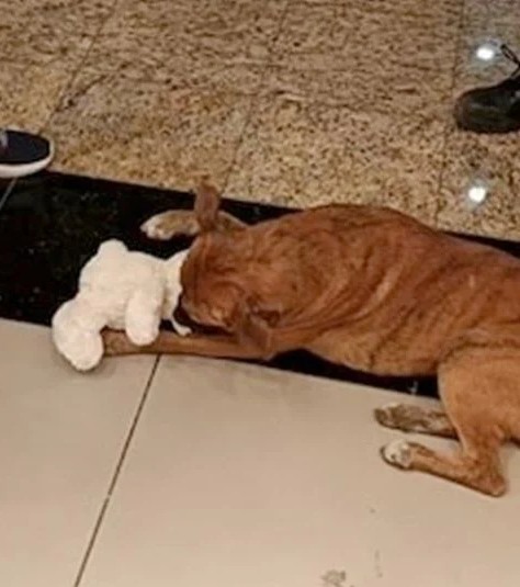🐶 Un peluche para un perrito