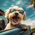 GUÍA PET FRIENDLY​