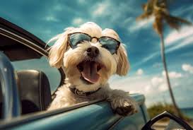 GUÍA PET FRIENDLY​
