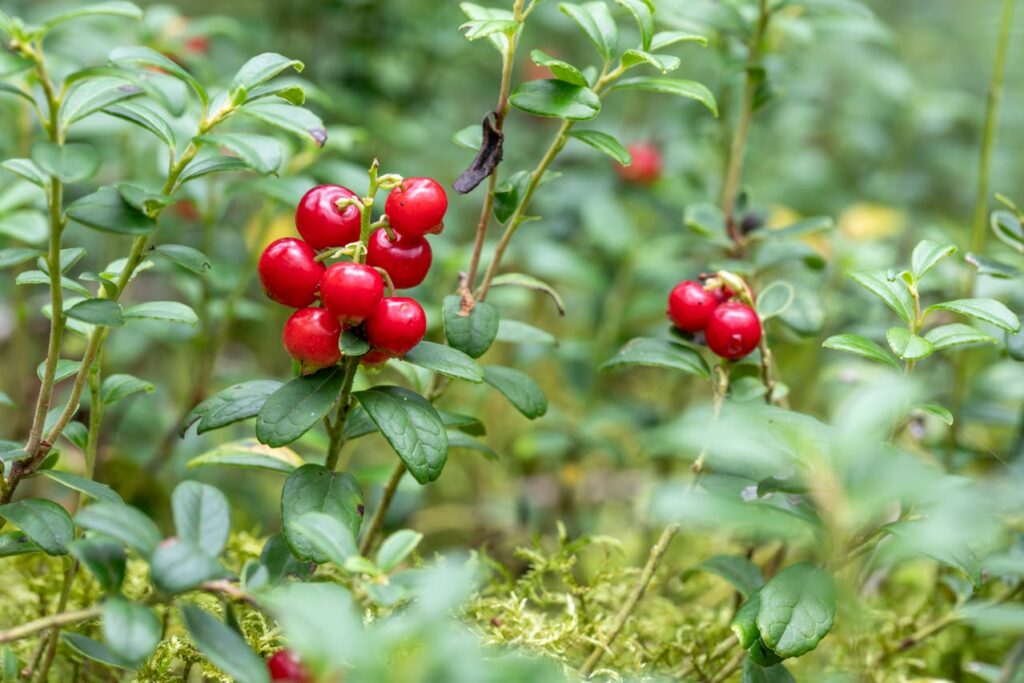Arándano rojo para la pérdida de memoria