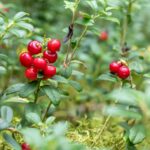 Arándano rojo para la pérdida de memoria