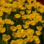 Flores amarillas y primavera: qué significa el 21 de marzo y cómo se vive en México
