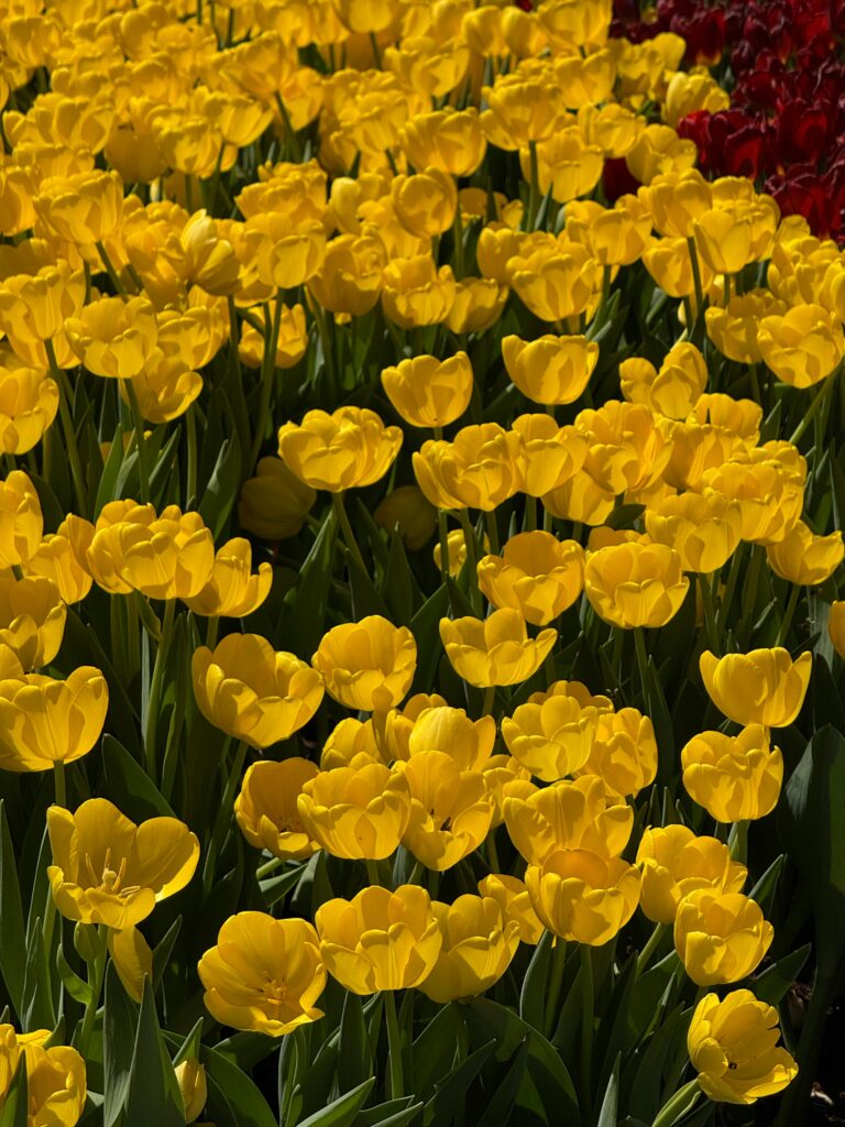 Flores amarillas y primavera: qué significa el 21 de marzo y cómo se vive en México