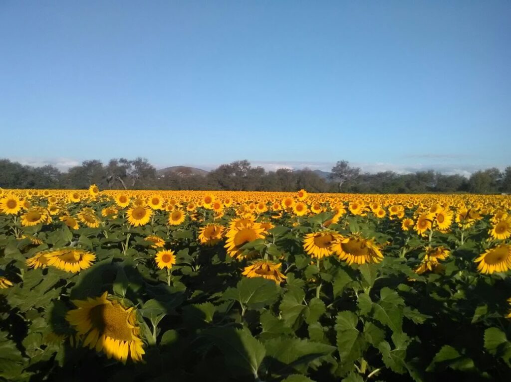 Campos de Girasoles en Cerritos: El espectacular mar dorado del Altiplano