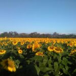 Campos de Girasoles en Cerritos: El espectacular mar dorado del Altiplano