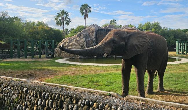 Zoológico La Pastora: Un oasis de biodiversidad en el corazón de Guadalupe