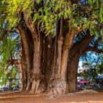 Guardianes del tiempo: Los árboles más antiguos y majestuosos de México