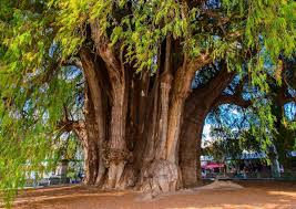 Guardianes del tiempo: Los árboles más antiguos y majestuosos de México