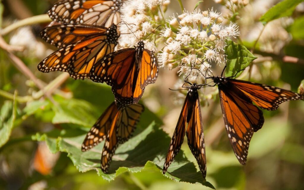 Alas de libertad: Guía del Turista Responsable para visitar los Santuarios de la Mariposa Monarca