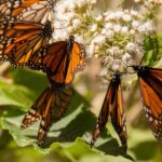Alas de libertad: Guía del Turista Responsable para visitar los Santuarios de la Mariposa Monarca