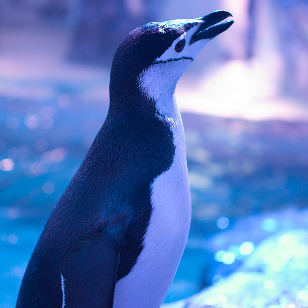Sealand León, Guanajuato: El espectacular acuario interactivo y parque de aventuras en el corazón del Bajío