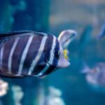 Acuario Michin Guadalajara: El fascinante viaje inmersivo por el fondo marino y las culturas originarias de México