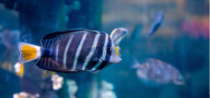 Acuario Michin Guadalajara: El fascinante viaje inmersivo por el fondo marino y las culturas originarias de México