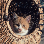 Mascotas a Bordo: Guía Completa para Viajar con tu Perro o Gato en Avión