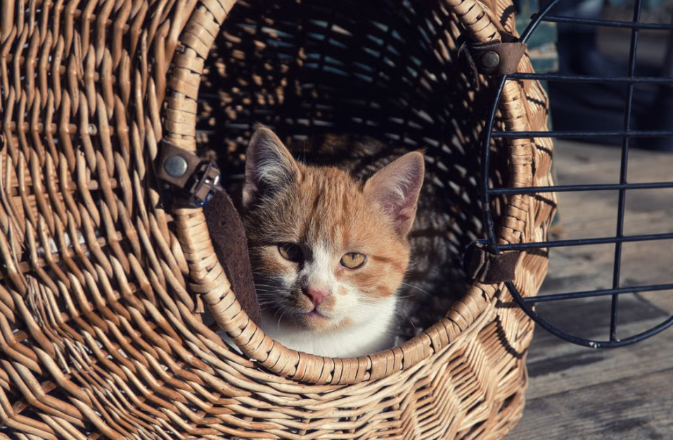 Mascotas a Bordo: Guía Completa para Viajar con tu Perro o Gato en Avión