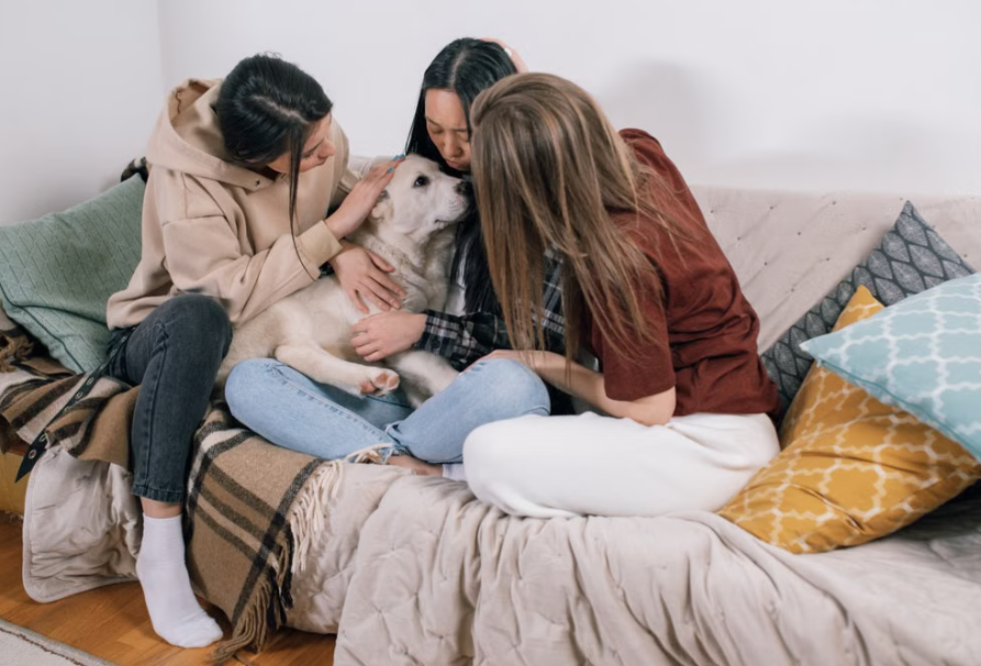 Manual de Supervivencia: Cómo Entrenar a tu Mascota para Viajar sin Estrés y Qué Comprar