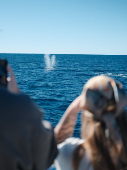 Gigantes en el Pacífico: La Guía Definitiva de Avistamiento de Ballenas en México para la Temporada 2026-2027