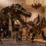Un Viaje en el Tiempo en el Desierto: El Nuevo Museo de Historia Natural de Abu Dabi y su Histórica Exhibición del T. rex