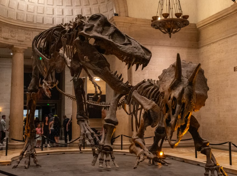 Un Viaje en el Tiempo en el Desierto: El Nuevo Museo de Historia Natural de Abu Dabi y su Histórica Exhibición del T. rex