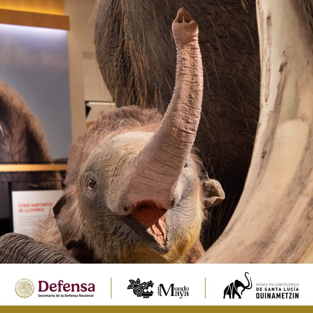 El Museo del Mamut: un viaje al pasado dentro del AIFA