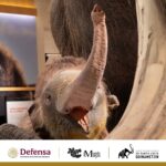 El Museo del Mamut: un viaje al pasado dentro del AIFA
