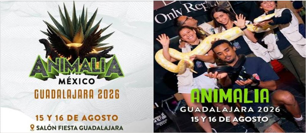 Animalia Guadalajara 2026: El gran encuentro de fauna no convencional, talleres y naturaleza en la Perla Tapatía