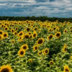 El mar de oro de Tlajomulco: Disfruta la temporada de girasoles 2026 en el Rancho San Juan Diego