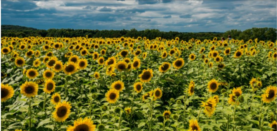 El mar de oro de Tlajomulco: Disfruta la temporada de girasoles 2026 en el Rancho San Juan Diego