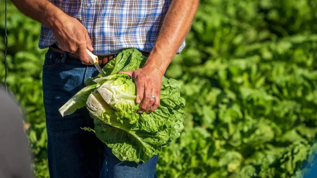 EU vincula 6,358 casos de Cyclospora con lechuga procesada en Guanajuato; México mantiene investigación