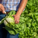 EU vincula 6,358 casos de Cyclospora con lechuga procesada en Guanajuato; México mantiene investigación