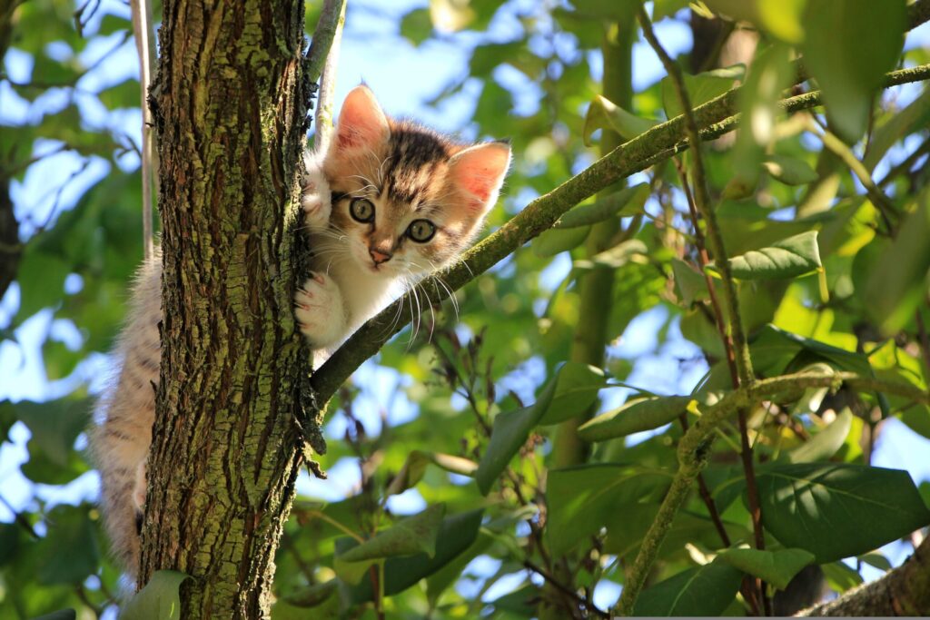 El Paraíso Felino: Todo lo que Debes Saber sobre El Museo del Gato