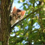 El Paraíso Felino: Todo lo que Debes Saber sobre El Museo del Gato